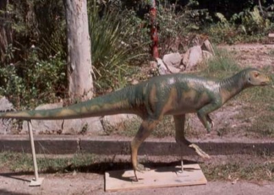 A model of the Muttaburrasaurus.