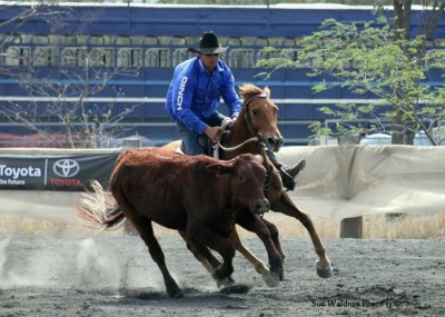 Campdrafting