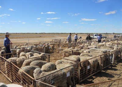 Sheep Show