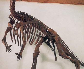 Muttaburrasaurus skeleton