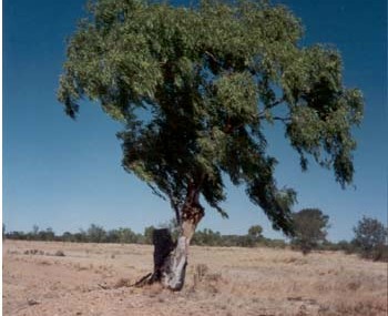 An example of the Cabbage Leaf Gum which thrives in the desert area around Muttaburra.