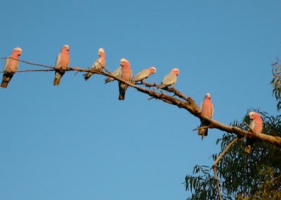 Galahs are one of Australia’s most beautiful parrots and are found in all states. It prefers open grasslands and woodland. Galahs live for about 20 years in the wild and mate for life.